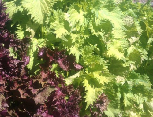 Shiso and Your Thanksgiving Turkey